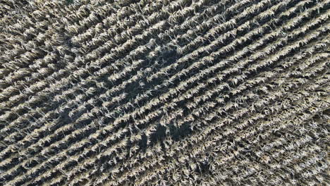 top down roll shot of grain field