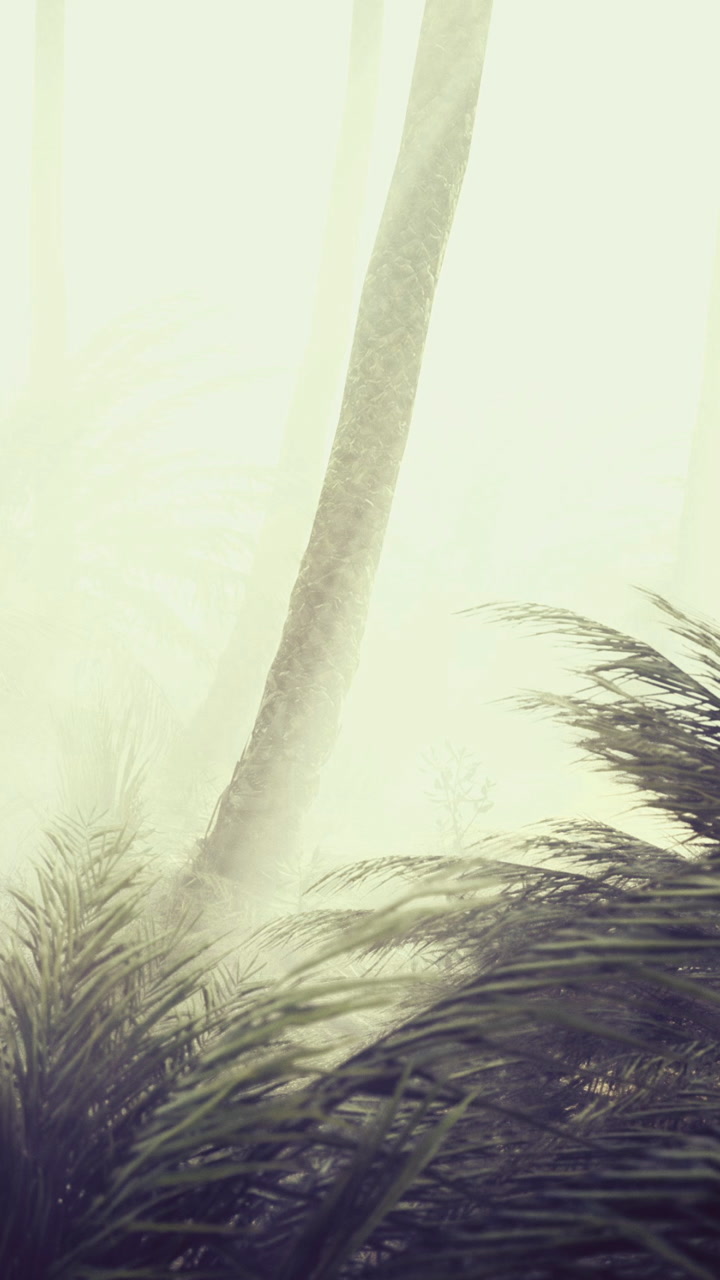 Tall trees and dense plants in a foggy environment during the morning