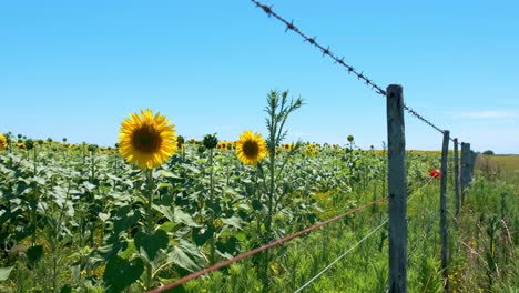 Sonnenblumen-In-Einem-Sonnenblumenfeld-Hinter-Stacheldraht