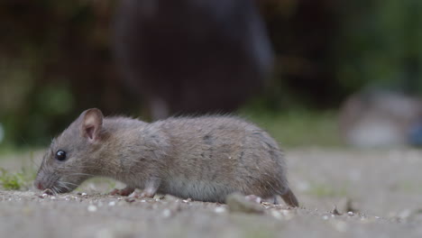 wild gray rodent feeds on forest ground during daytime