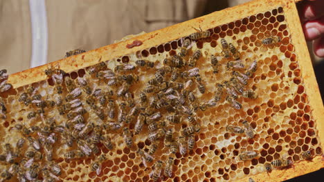 beekeeper holds frame with honeycomb