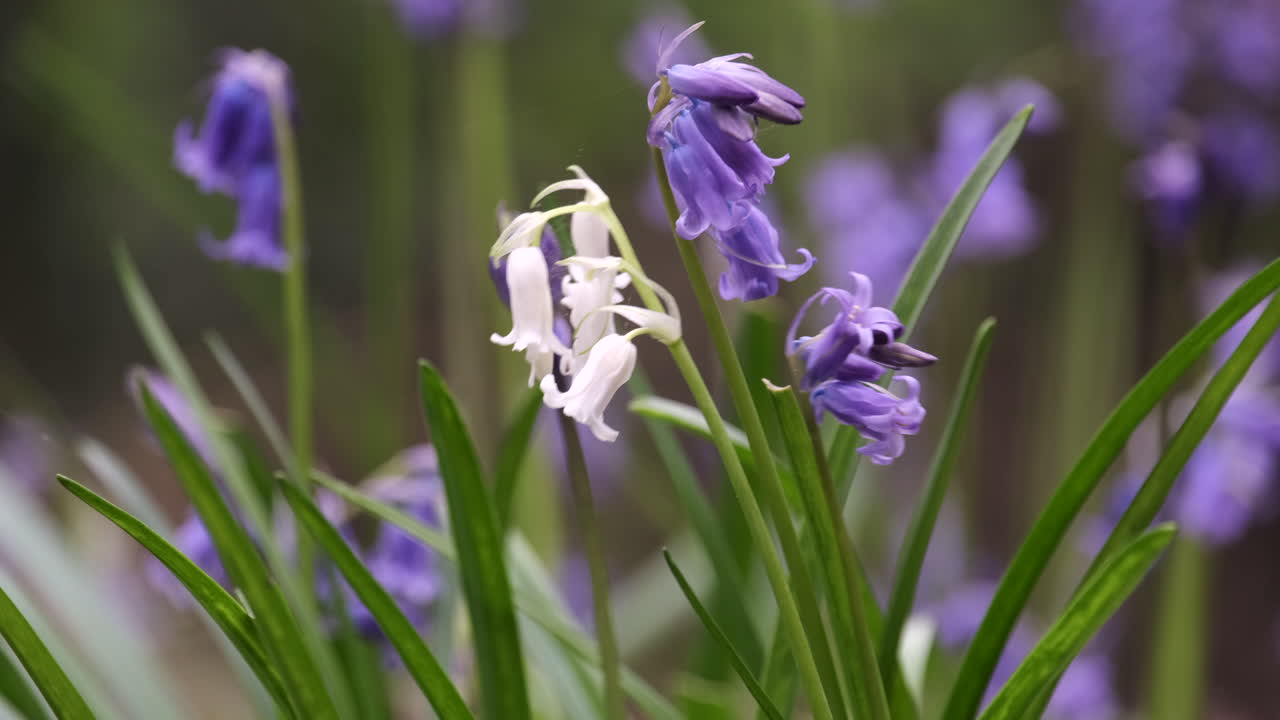 bluebells blancos salvajes en medio de una cosecha de flores bluebell tradicionales en un bosque de worcestershire, inglaterra