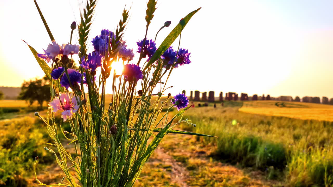 Cornflowers and Wheat Field at Sunset