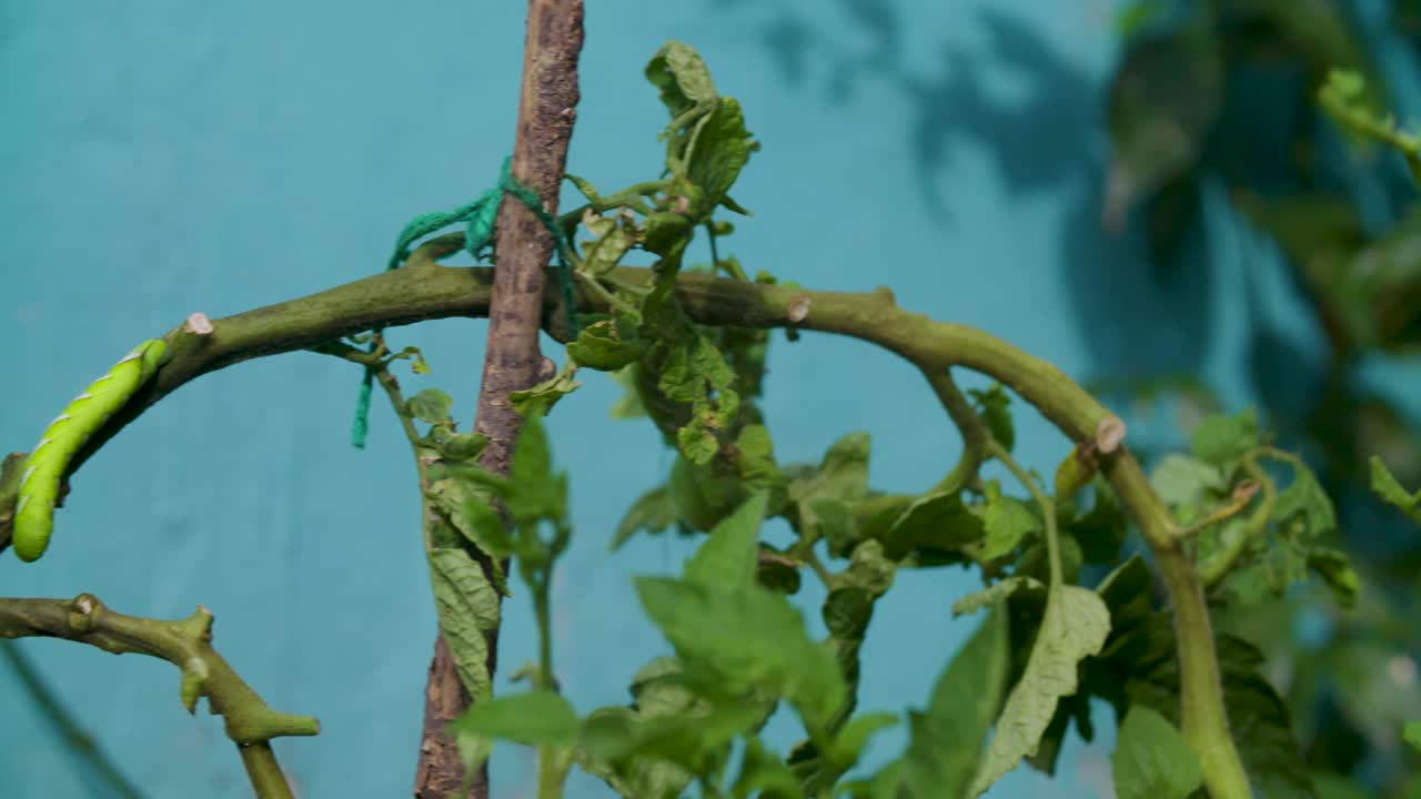 토마토 식물의 애벌레