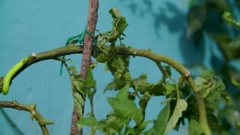 Una-Oruga-En-Una-Planta-De-Tomate