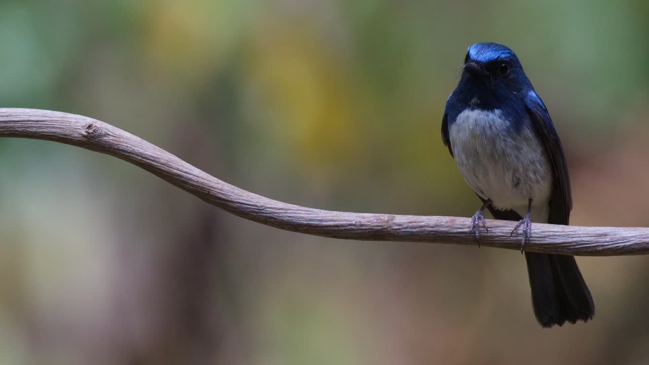 Alejándose mientras descansa en la enredadera, Papamoscas azul de Hainan Cyornis hainanus, Tailandia.