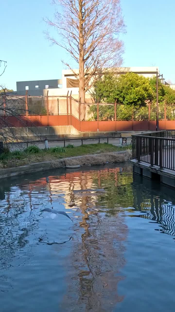 바다표범은 조용한 수로 위로 공중으로 발사됩니다.