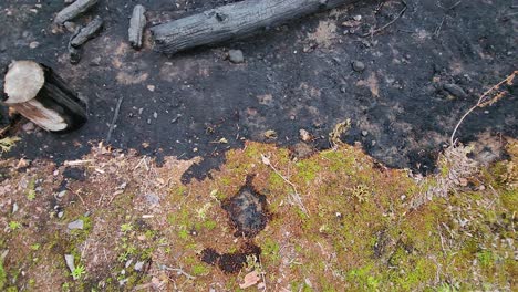 Vista-Aérea-Del-Suelo-Carbonizado-Y-Tocones-De-árboles-Después-Del-Incendio-Forestal-Del-Lago-Kirkland-Klk005