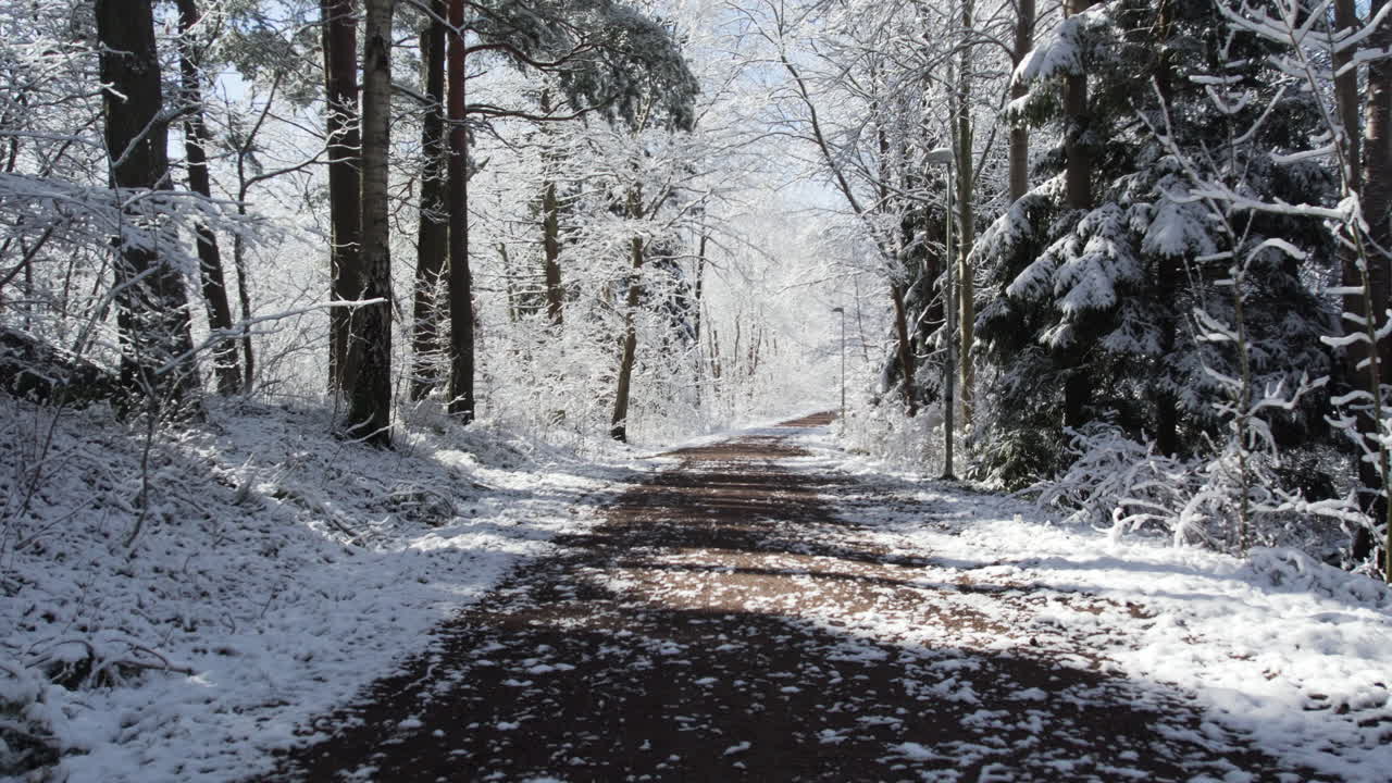 Snowy Forest Path on a Sunny Winter Day