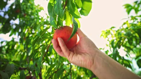 woman picks big ripe peaches. fruits ripen in the sun. fabulous orchard. magical sunlight