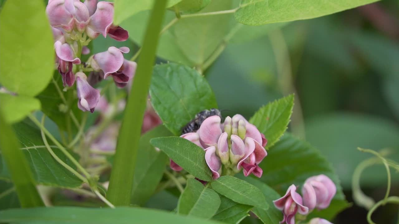 Fagiolo patata Apios americana, superfood sotterraneo, con ape tagliafoglie