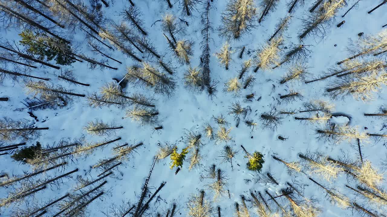 Che emerge da una foresta sempreverde con alberi alti in inverno, vista aerea.
