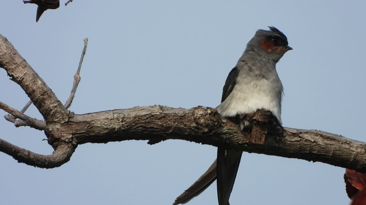 creó el nido de pájaros en el árbol