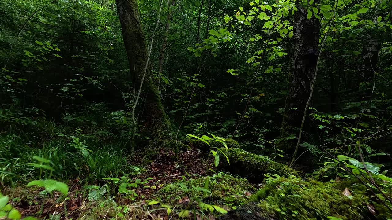 울창한 초록색과 모스로 인 숲 바닥
