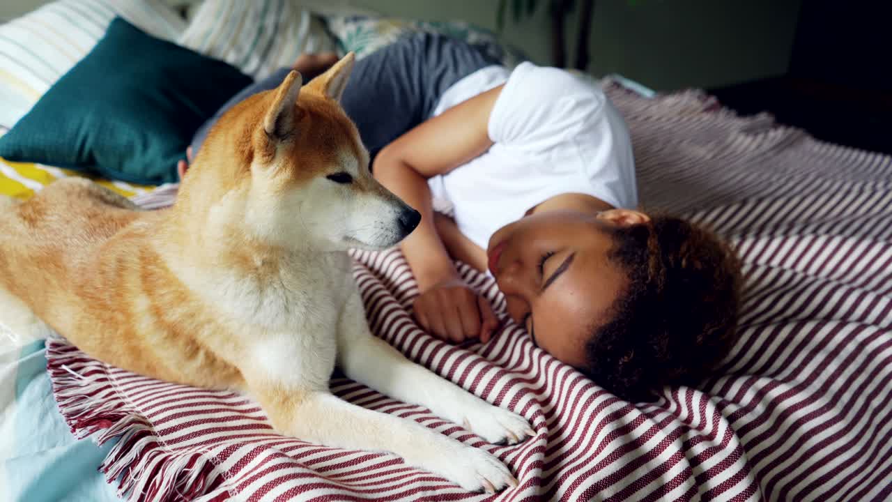 Charming African American lady is sleeping on wooden bed with modern linen while her cute loyal dog is lying beside her and licking its muzzle.