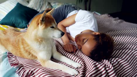 charming african american lady is sleeping on wooden bed with modern linen while her cute loyal dog is lying beside her and licking its muzzle.