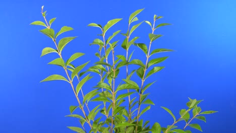 leafy branches in breeze - bluescreen for compositing