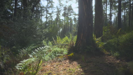 Sonnendurchfluteter-Englischer-Herbstwald-Mit-Kiefernstammschatten-Und-Starkem-Wind