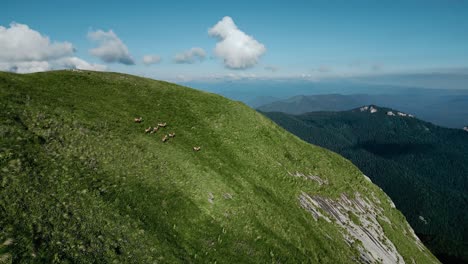 goats or llamas run along side of grassy cliff with mountains behind