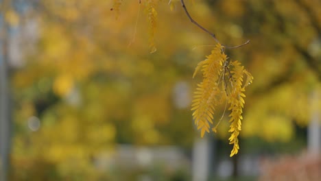 Hojas-Amarillas-Del-árbol-De-Langosta-De-Miel-En-Otoño