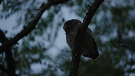 Little owl perched on tree branch in a forest and fly away, low angle shot