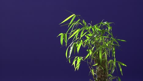planta de tierra con fondo de pantalla azul