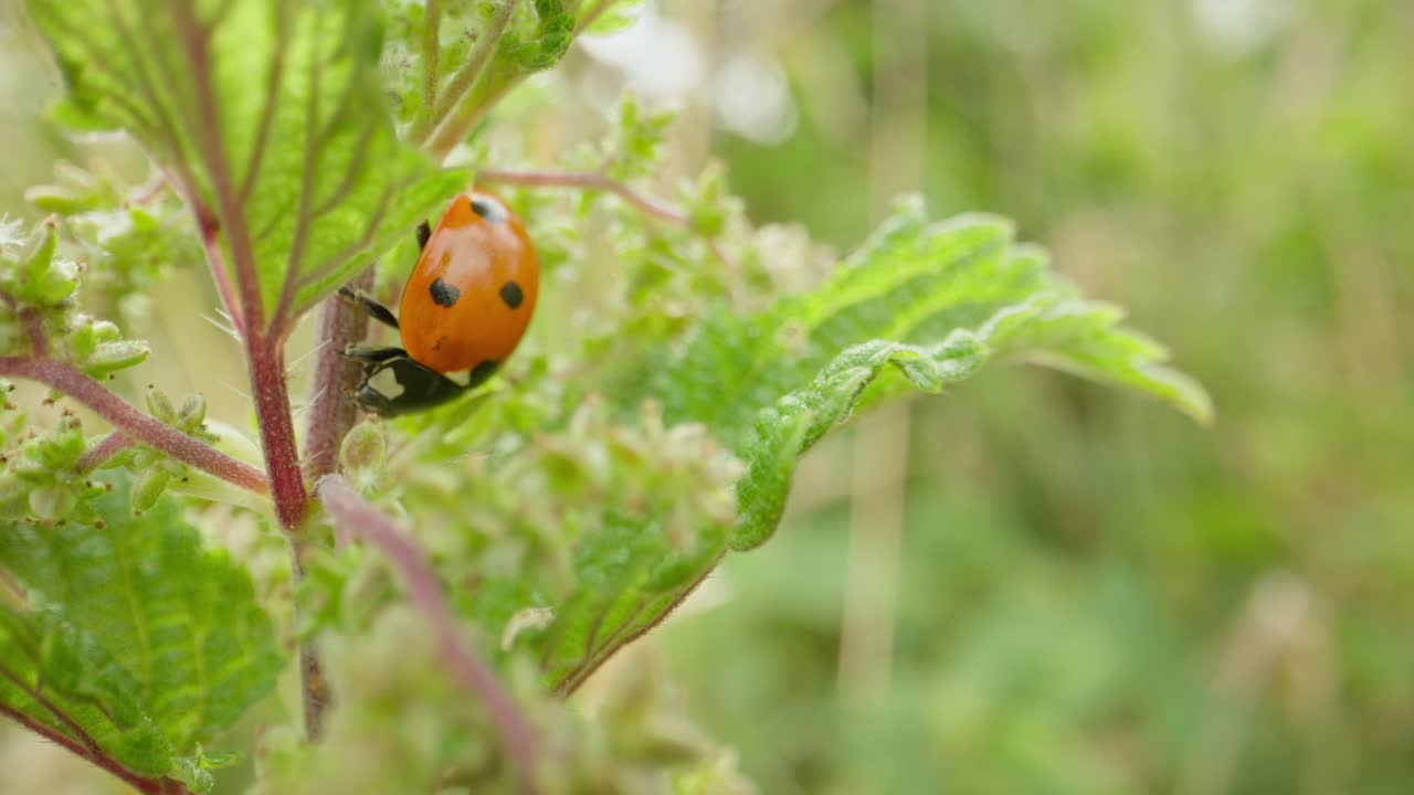 Close up of ladybug moving along green plant establishing natural insect detailed life feeding and crawling