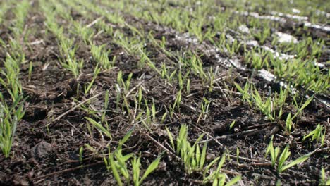 young grains growing on field