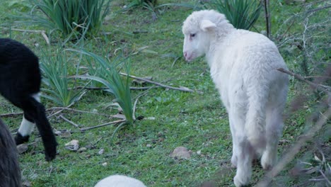 Slow-motion-shot-of-playful-lamb-using-its-leg-to-touch-cute-lamb-laying-down-outside-in-Sardinia,-Italy