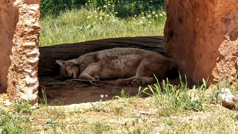 sleeping cougar panther animal sheltered on a sandstone rock formation