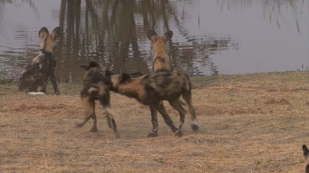 perro salvaje africano se acerca a los miembros de la manada comenzando una pelea lúdica, plano medio a la luz de la mañana durante la estación seca