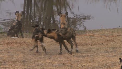 African-wild-dog-approaches-pack-members-starting-a-playful-fight,-medium-shot-in-morning-light-during-dry-season