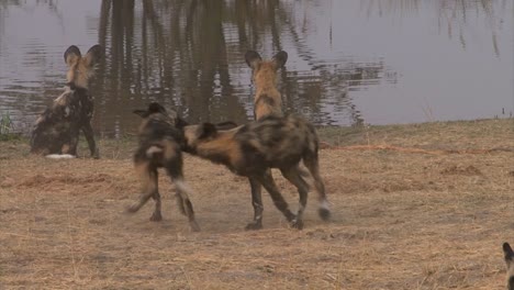 african wild dog approaches pack members starting a playful fight, medium shot in morning light during dry season