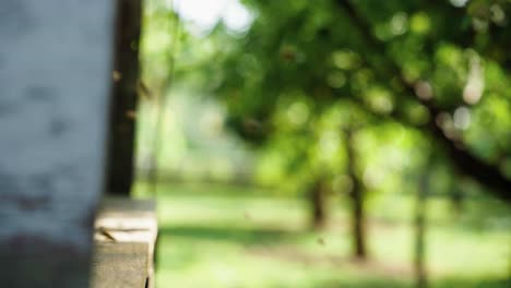 bees fly into an apiary through an orchard in slow motion