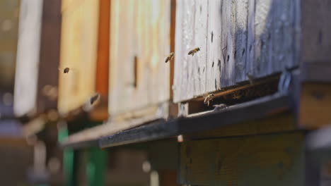 Close-Up-of-Family-of-Bees-Flying-into-Hive