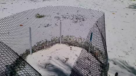 turtle-nest-mesh-with-Wire-cage-with-black-wire-to-protect,-turn-around-white-sand-beach