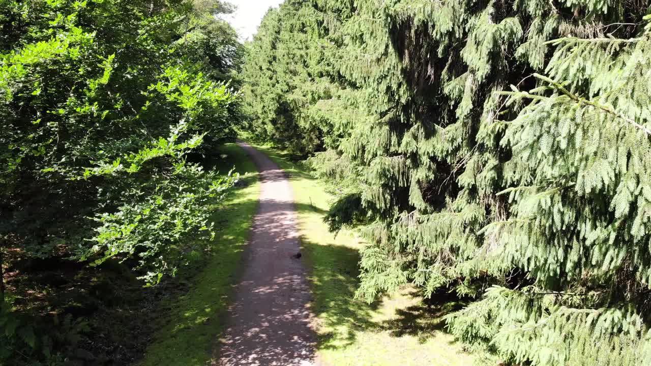 Winding gravel path meandering through lush green forest in Staple Hill, part of the Blackdown Hills AONB on a sunny summer day