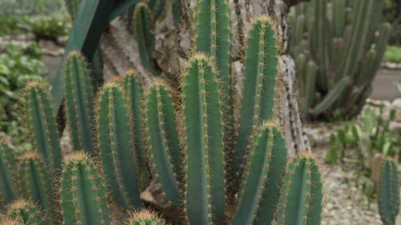 Lady Of The Night Cactus With Vibrant Spines In The Garden. Cereus Hexagonus. closeup pullback shot