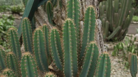Lady Of The Night Cactus With Vibrant Spines In The Garden. Cereus Hexagonus. closeup pullback shot