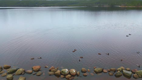 High-angle-view-of-stone-dike-and-wild-ducks-around-bank