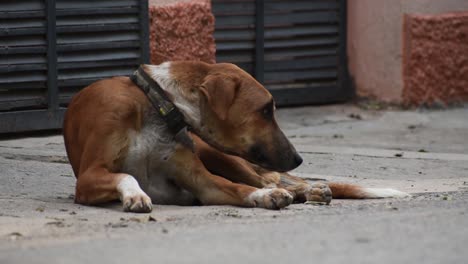 Dog-guarding-the-house-in-front-of-the-house-gate