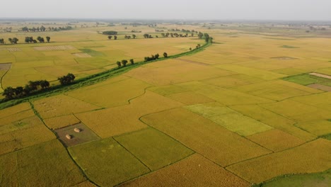 Die-Schönheit-Der-Natur-Erblühte-In-Der-Goldenen-Ernte-Von-Bengal-I