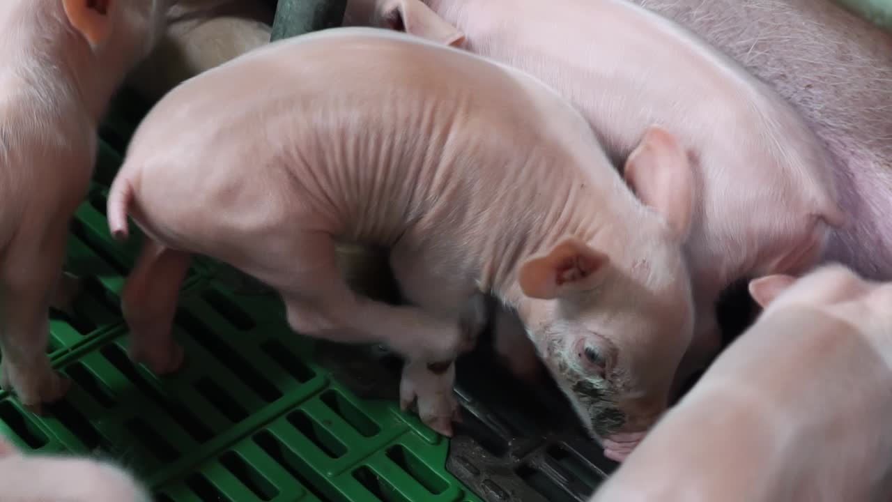 Piglets exploring slatted floor in farm enclosure