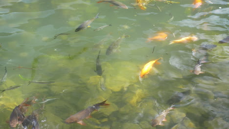 carp swimming in the pond