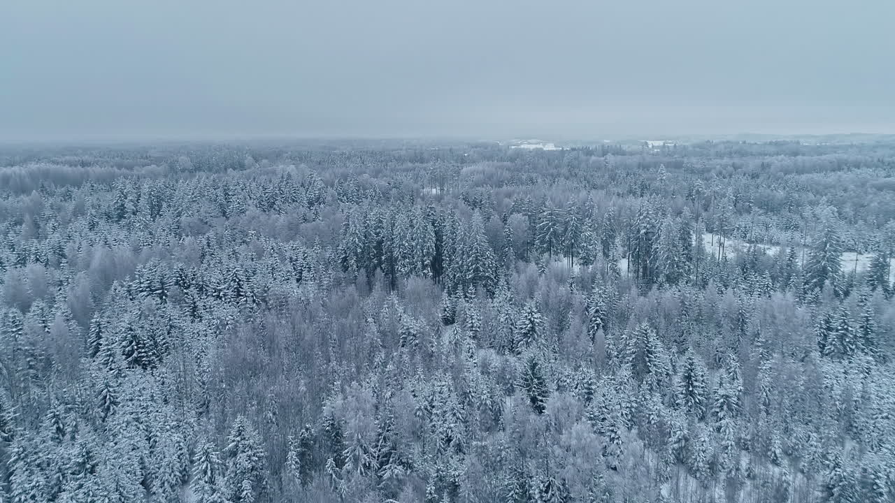 흐린 날에 아름다운 눈 덮힌 울창한 침엽수 림 위로 공중 무인 항공기 앞으로 움직이는 샷