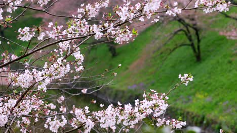 cherry flowers in small clusters on a cherry tree branch
