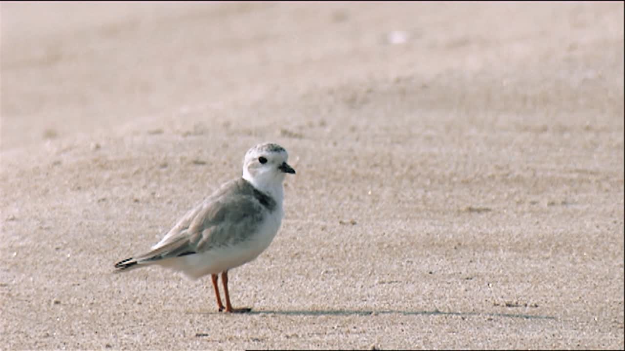 파이핑 물떼새(charadrius melodus) 손질 및 워터스 에지 2013 해변에서 걷기