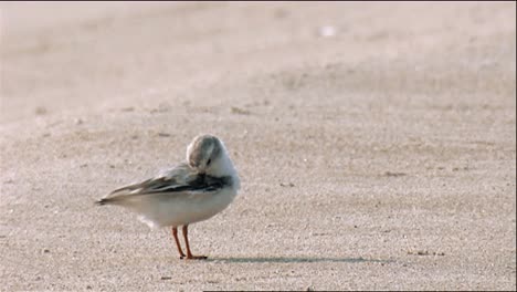 Tuberías-Chorlito-(Charadrius-Melodus)-Aseo-Y-Caminar-En-La-Playa-En-Waters-Edge-2013