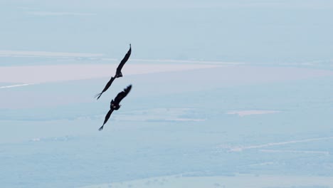 two andean condors flying close to each other and performing maneuvers in flight over the mountains with valley below