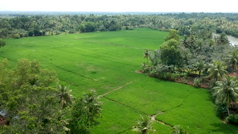 Exuberante-Campo-De-Arroz-Verde,-Tiro-Aéreo,-Pueblo-Asiático